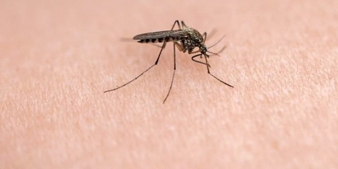 Mückenstiche - Tipps für einen juckfreien Sommer