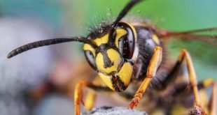 Bammel vor Bienen - Jeder Vierte hat Angst