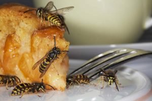 Allergie gegen Wespen - Vorsicht