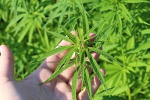 Cannabis Freigabe - ein politischer Irrweg