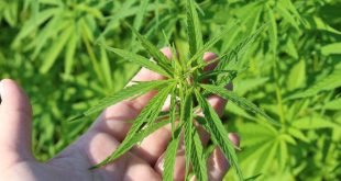 Cannabis Freigabe - ein politischer Irrweg
