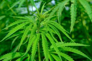 Cannabis - Erfolgreiche Marke 420 NATURAL