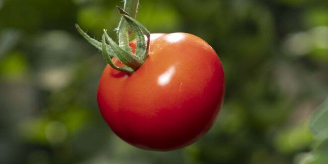 Gesundheit & Umwelt - 5 Gemüsesorten schützen